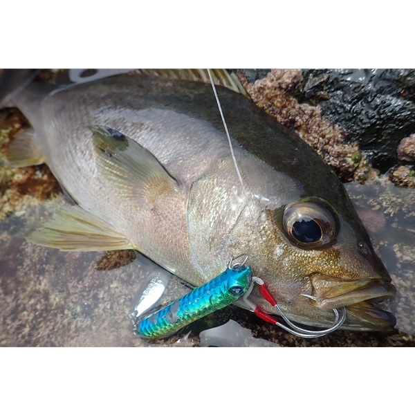 Metal Shalldus 8g